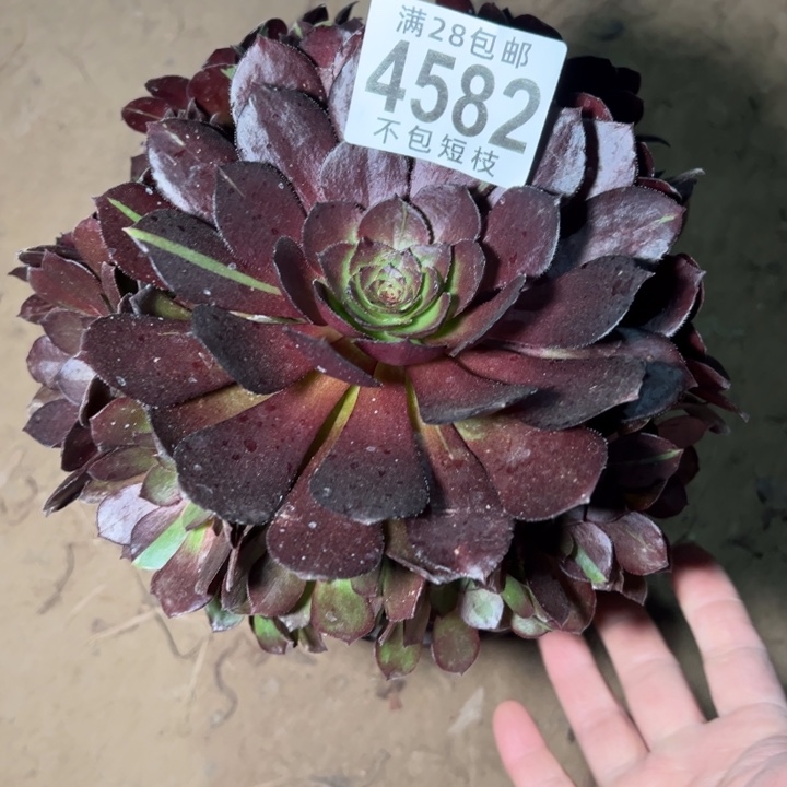 花花公子多肉植物法师4582