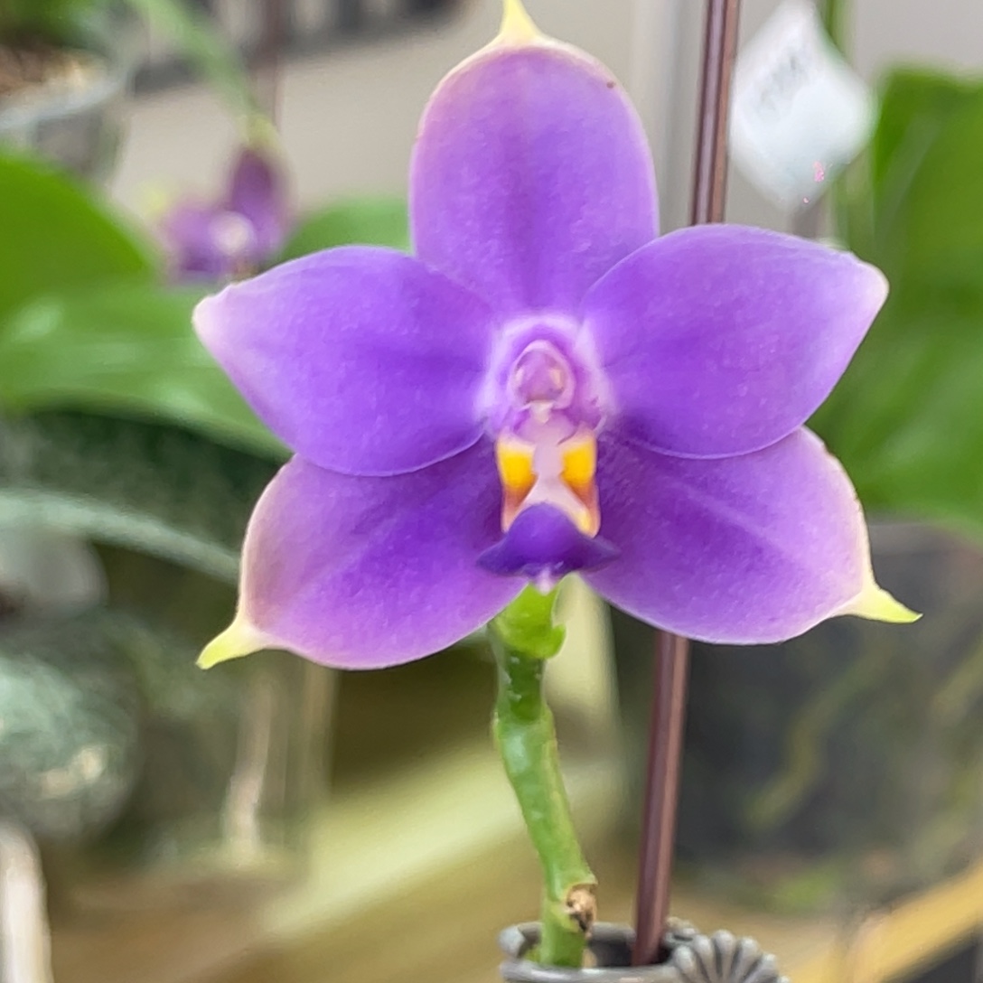 完全开放圆狗-1399