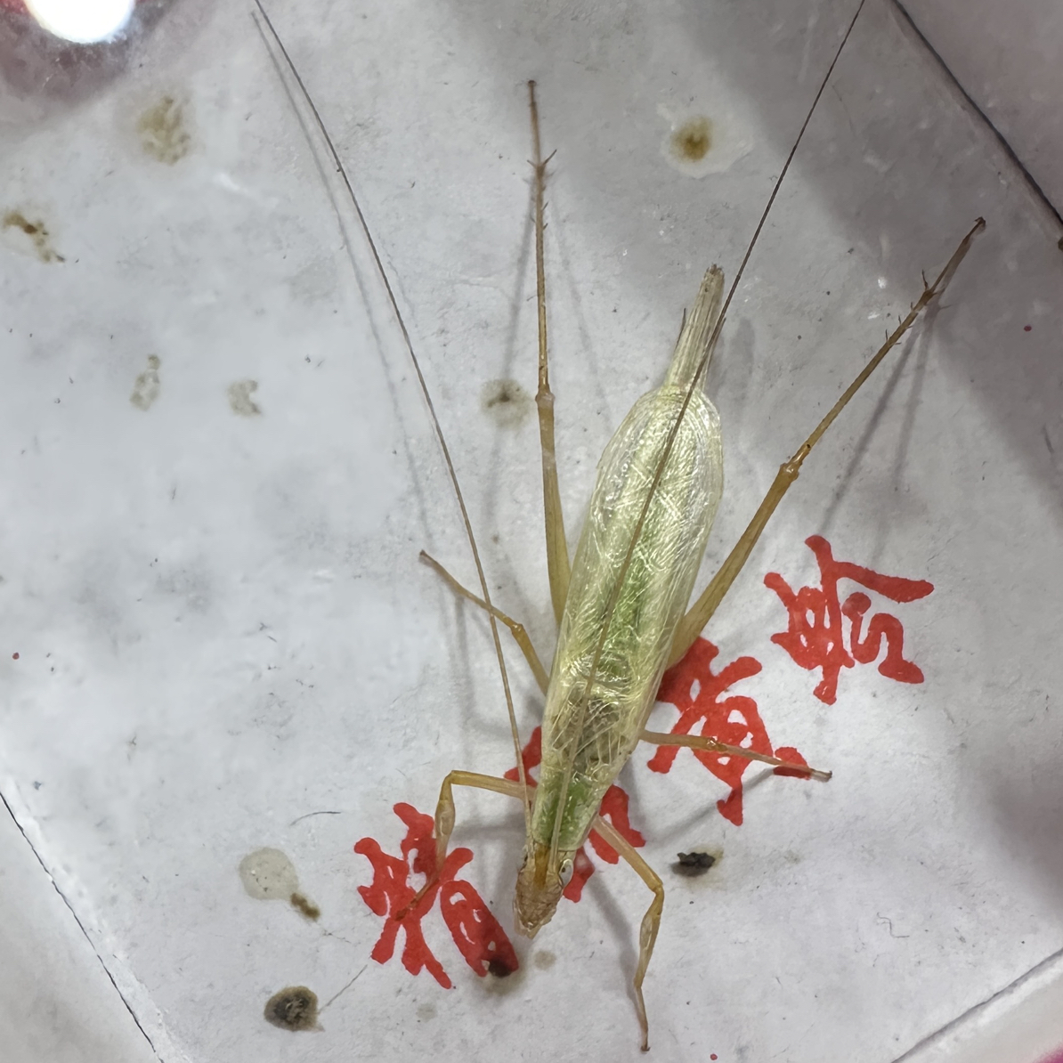 首批纯野生安徽紫竹蛉