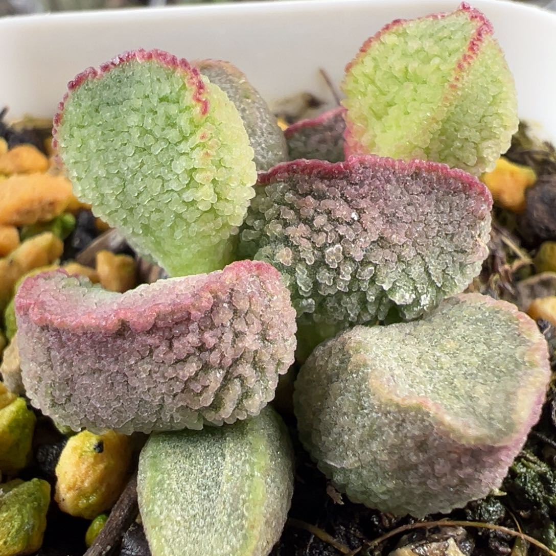 福利款实生新品多肉植物水泡