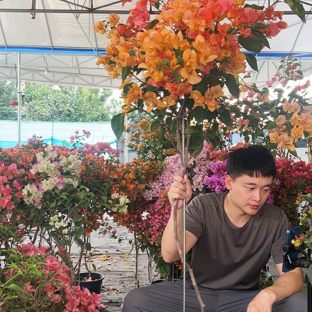 樱****大部分花苞少量开放J80阿达纳