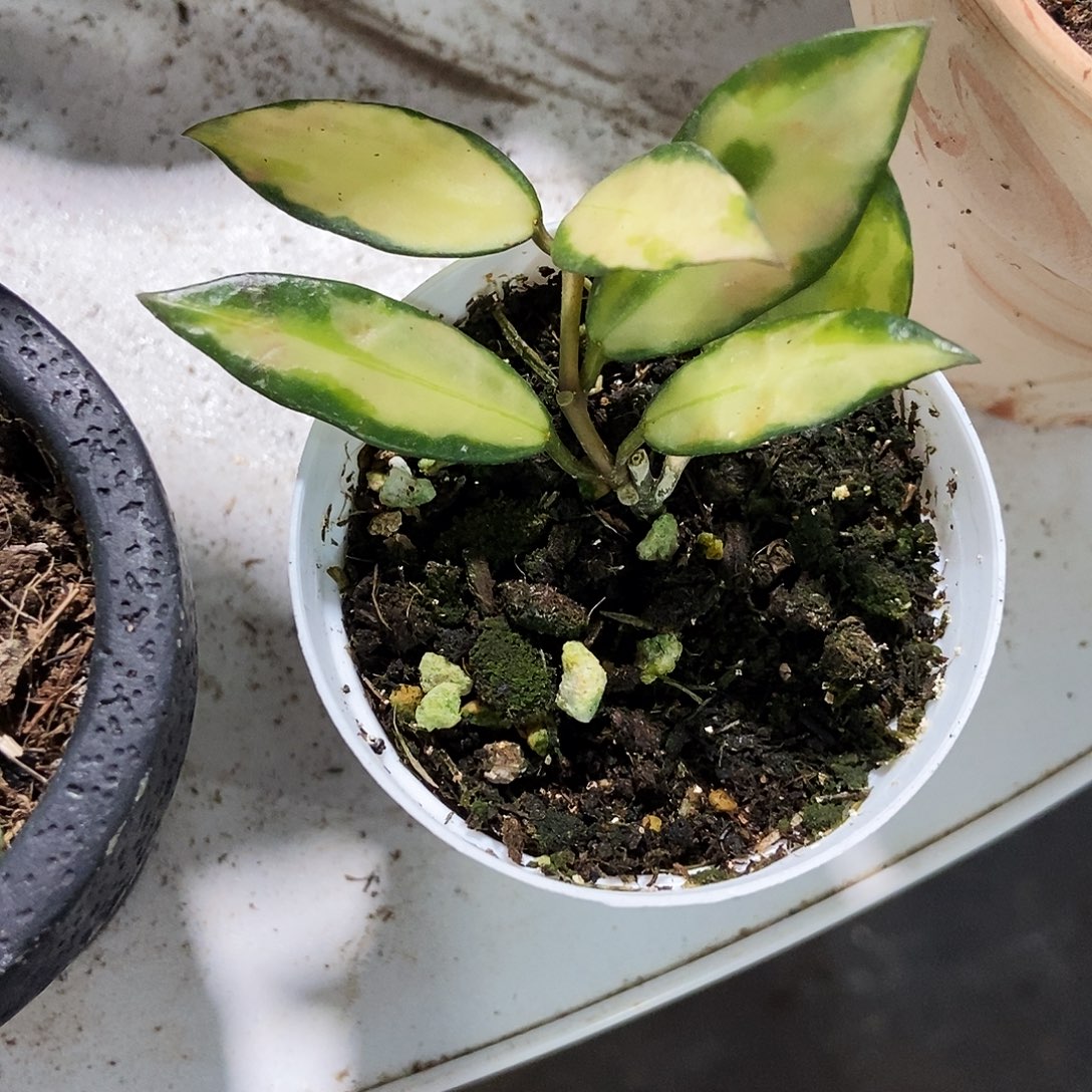 踩***酸完全开放湖心裂瓣