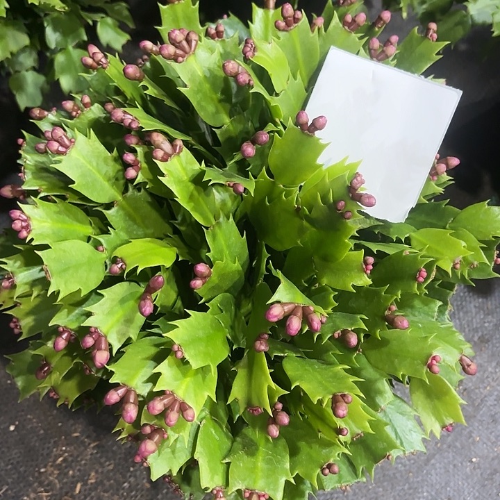 用***6当前无花栽培后可以开花