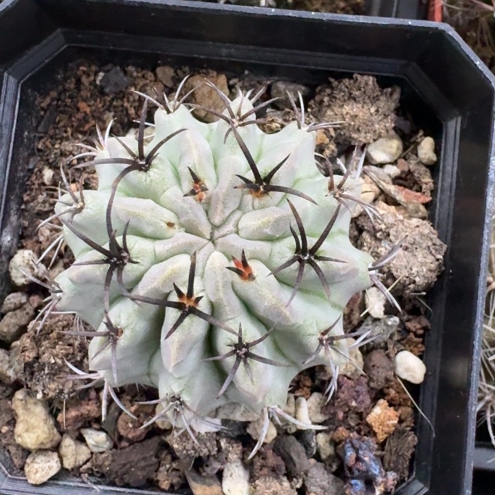 白肌素状元实生仙人球 