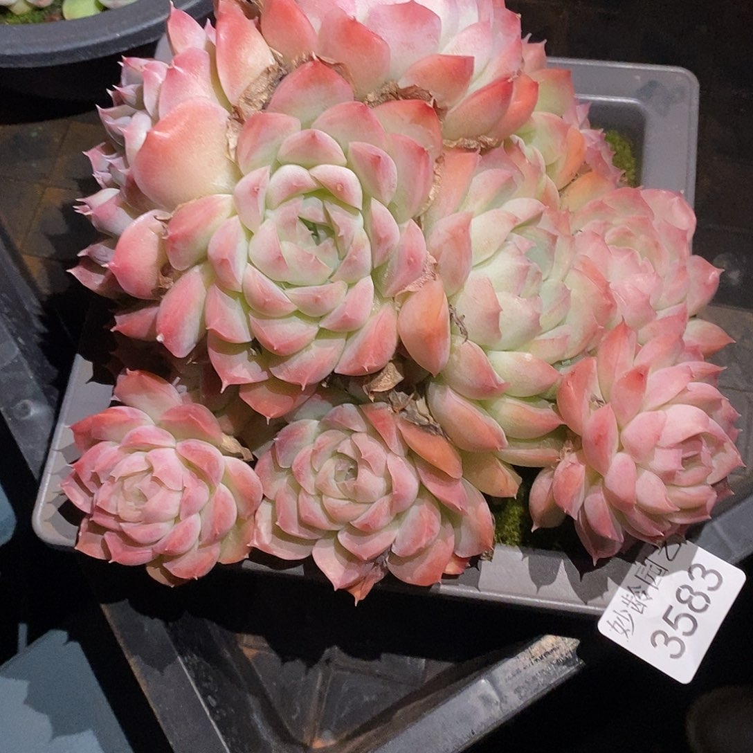 中***23583杂交老庄基地～17厘米