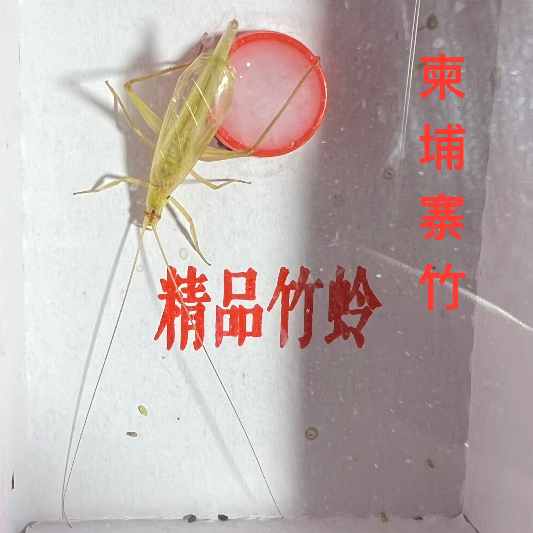 精品竹蛉精挑柬埔寨竹蛉全品竹蛉大个竹蛉单口竹蛉柬埔寨全须竹蛉