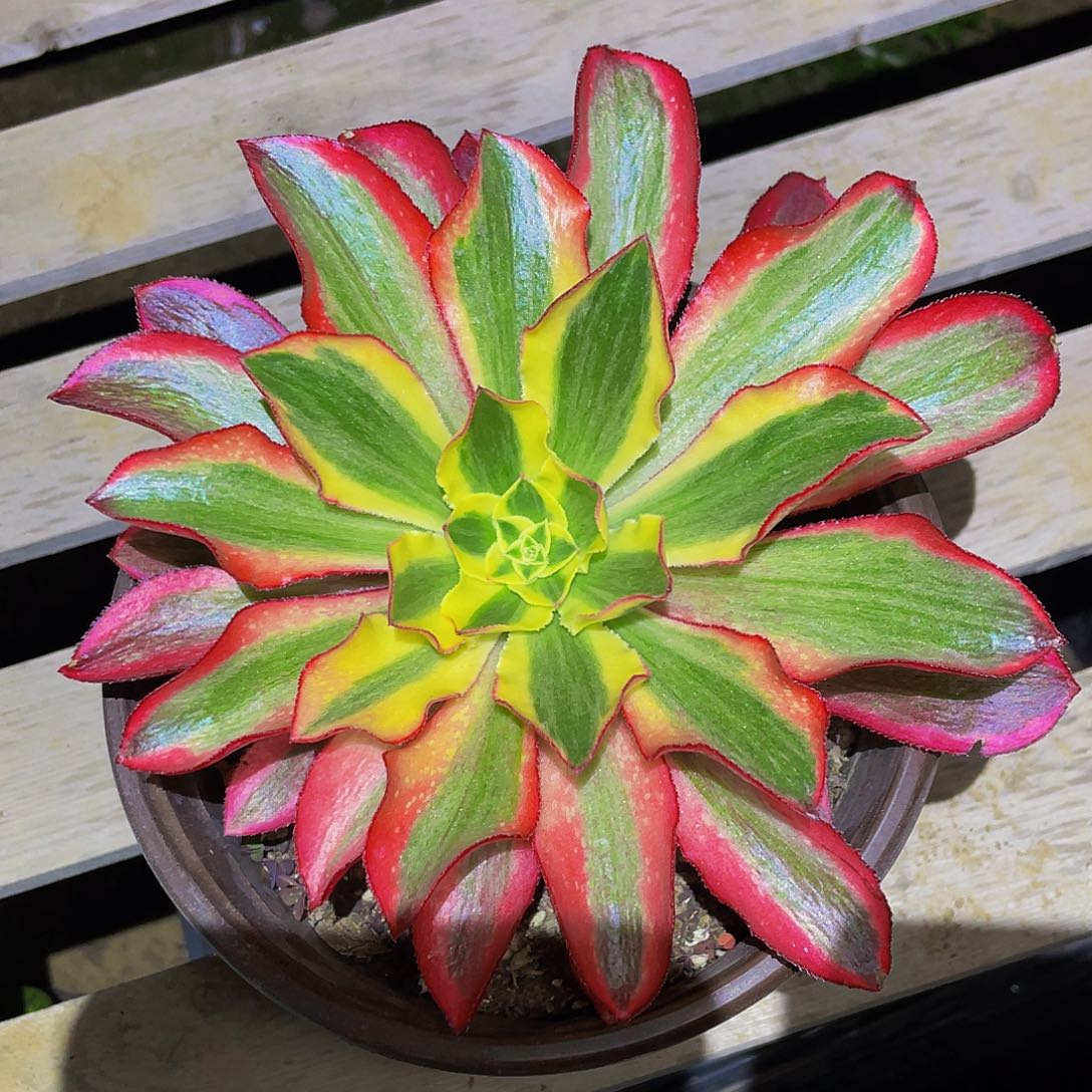 多肉植物法师魅影