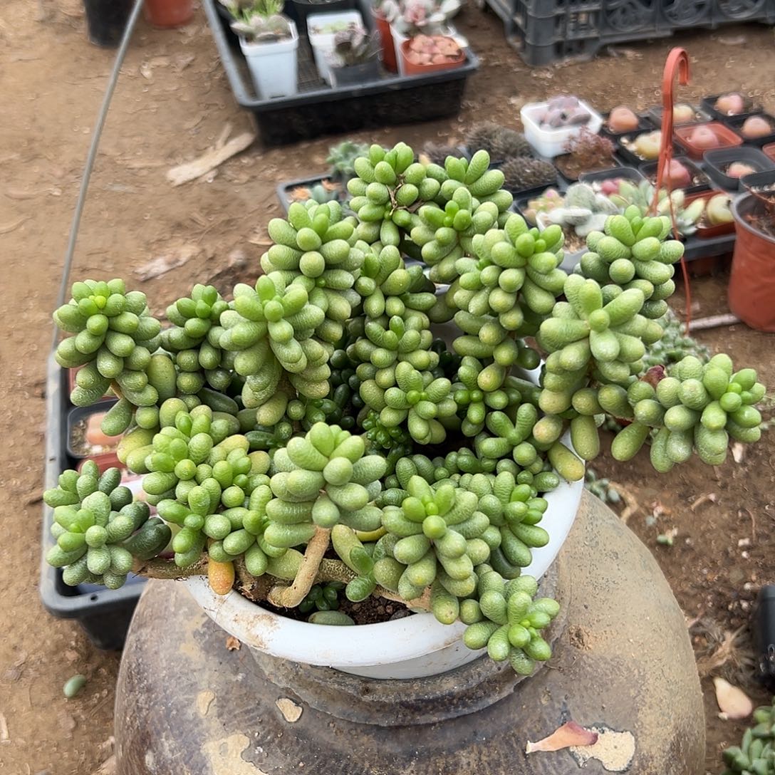 多肉植物绿龟卵群