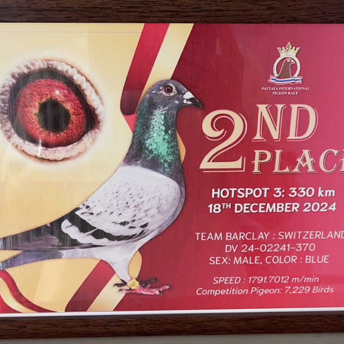 大鼻子信鸽山区血统鸽成绩鸽