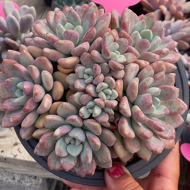 花斑鹿老桩群生多肉910