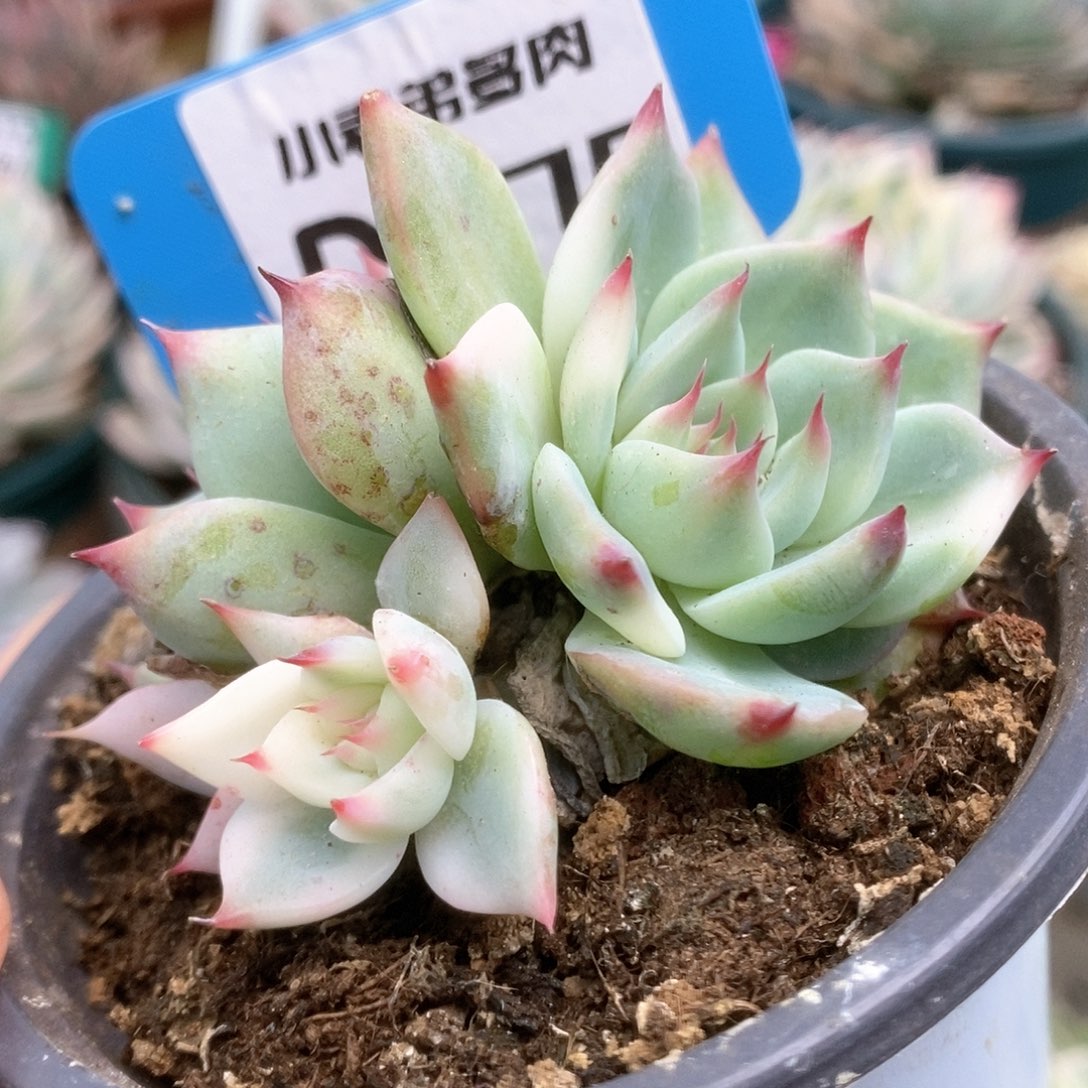 076锦锦锦锦锦锦锦锦