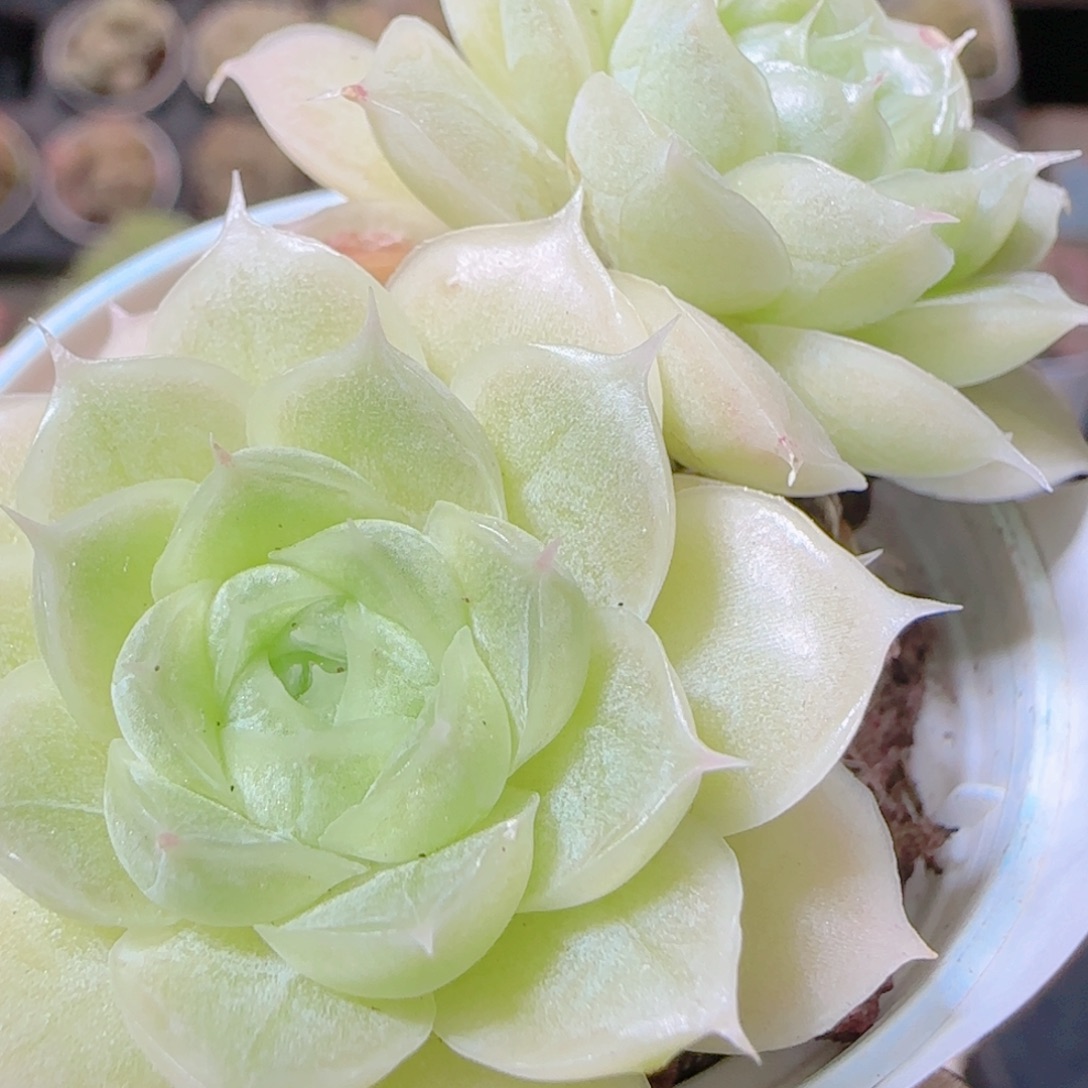 花语逸镜1117-487散