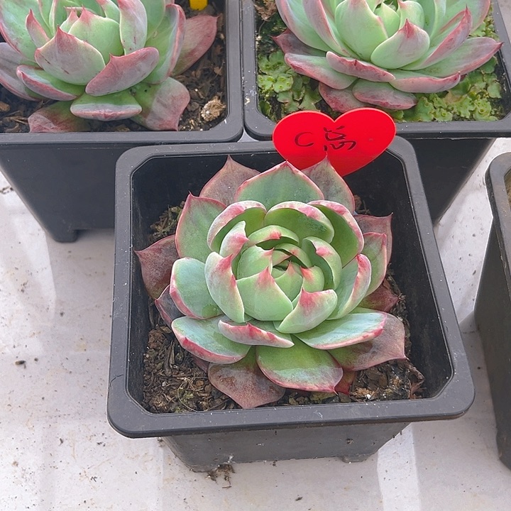 c*k惊鸿仙子多肉植物52