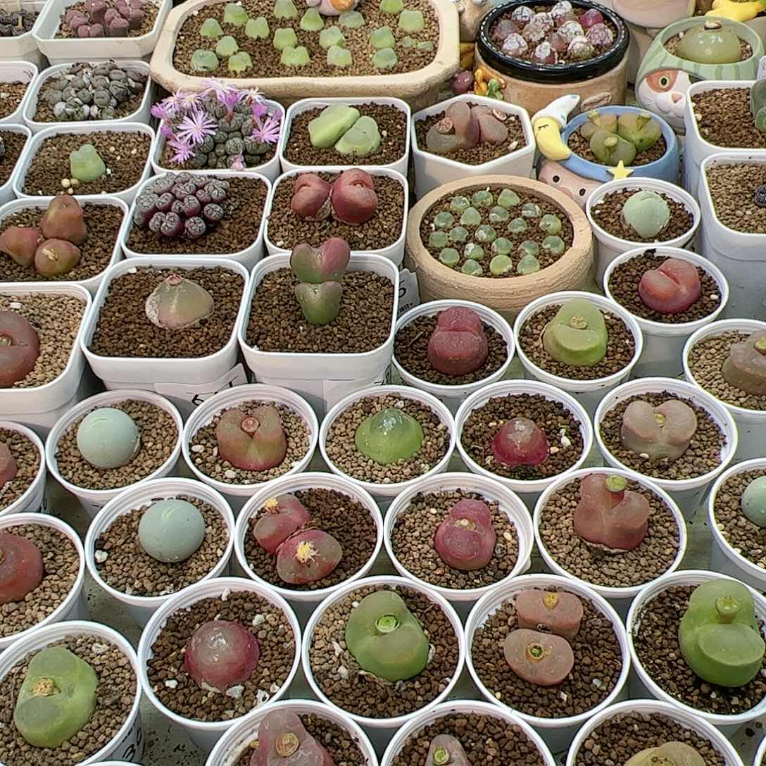 【闪购商品】奶**样文小样专拍