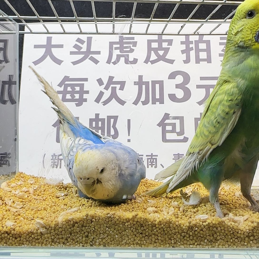 虎皮鹦鹉大头鹦鹉