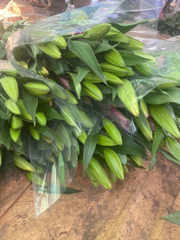 11号粉色不知名百合，我要买我不售后