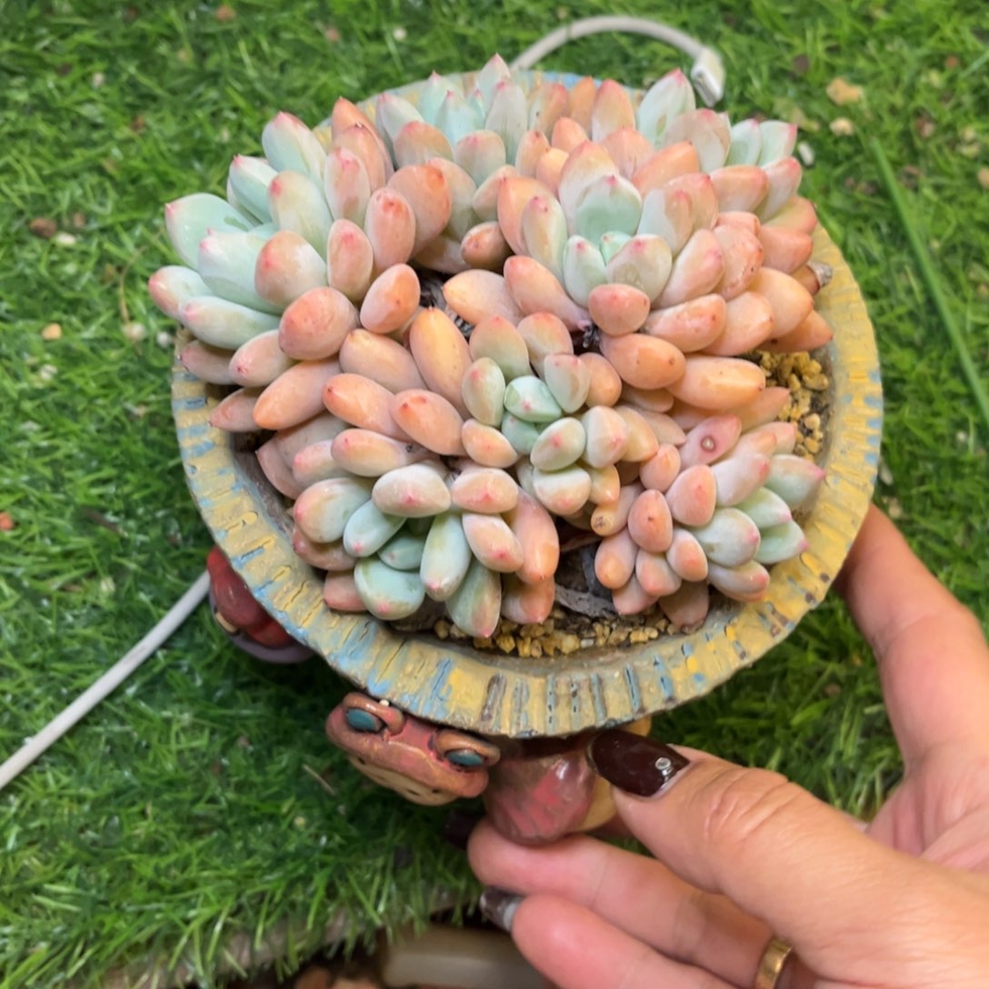 美人杂交脱土发货，