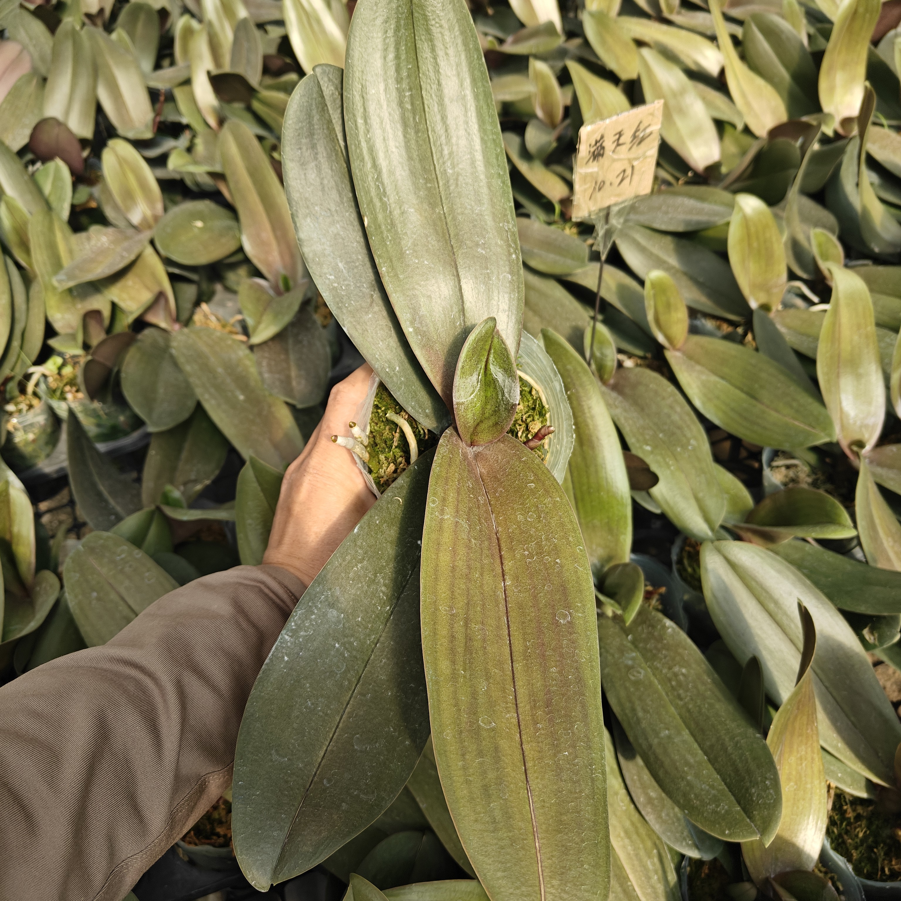 【抽梗苗蝴蝶兰-满天红】-3.5杯抽梗苗蝴蝶兰绿植花卉盆栽美观