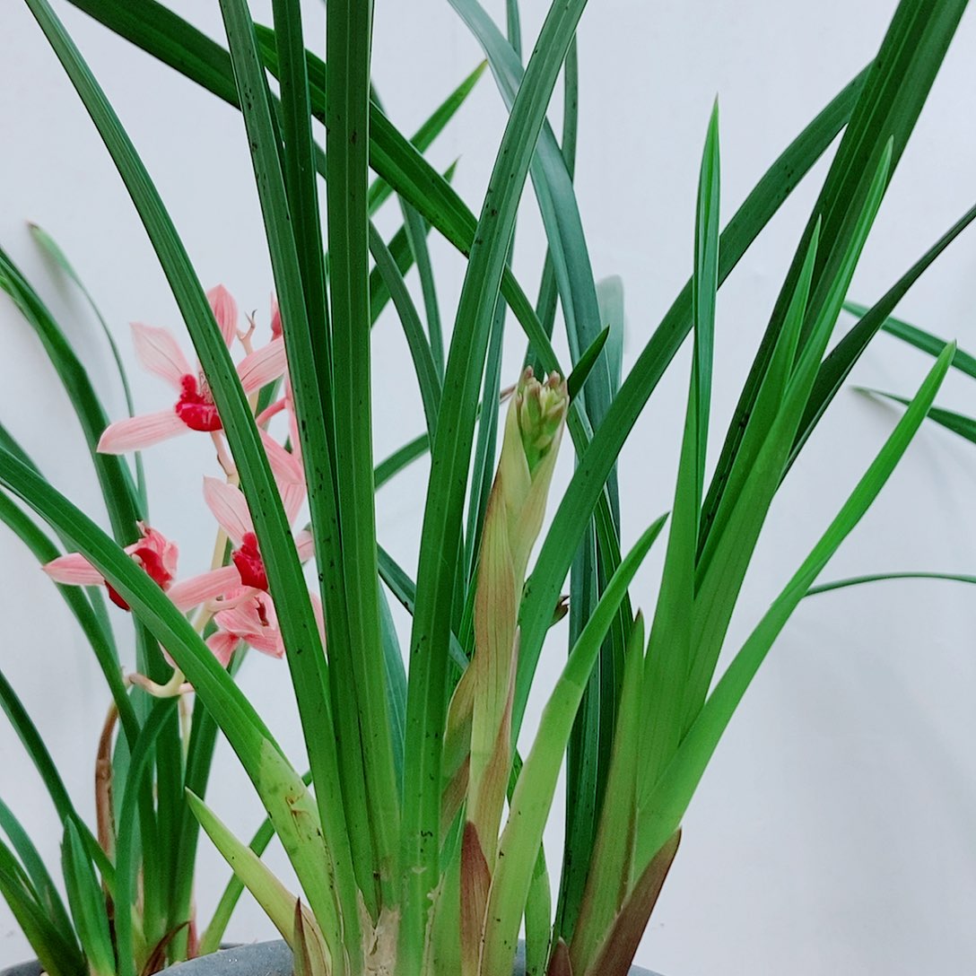 当前无花栽培后可以开花