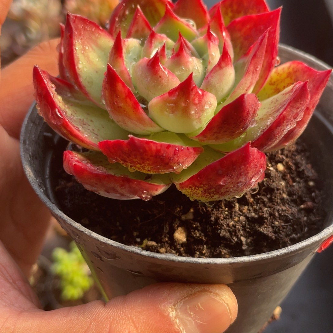 0906  惊鸿仙子  六月六