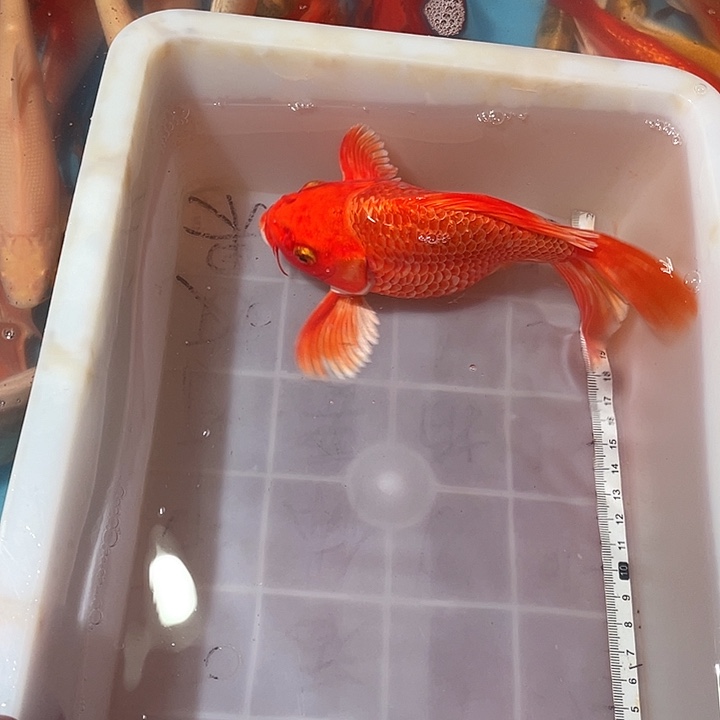 蝴蝶鲤鱼渔场直发27