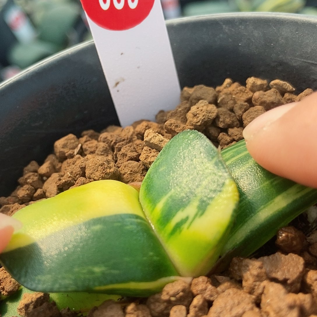 689卧牛实生锦宽短叶形带盆发货