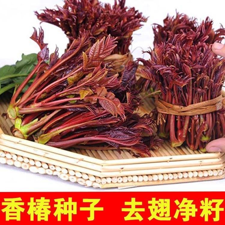 【 L 】红香椿种子家庭阳台小院盆栽地栽四季种植商品图