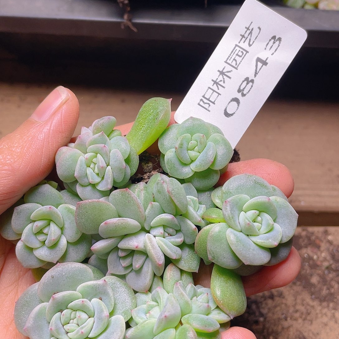 多肉植物多肉植物843