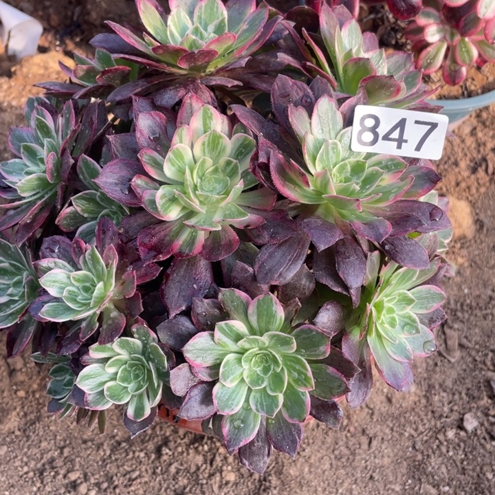 847万花筒多肉植物