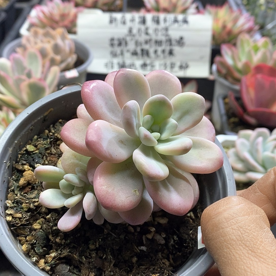 2361洛神锦多肉植物