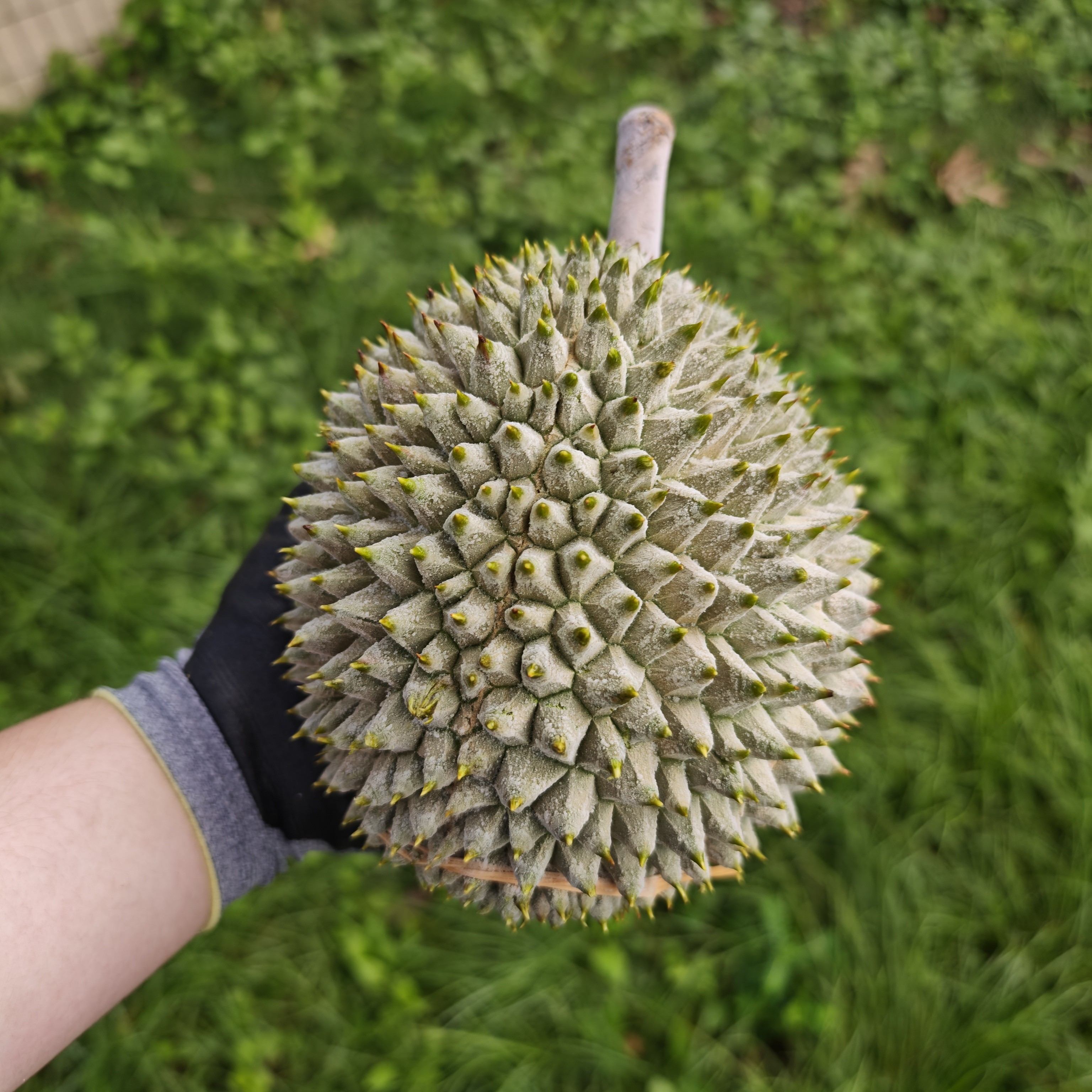 【一物一拍】马来西亚液氮榴莲 顺丰包邮