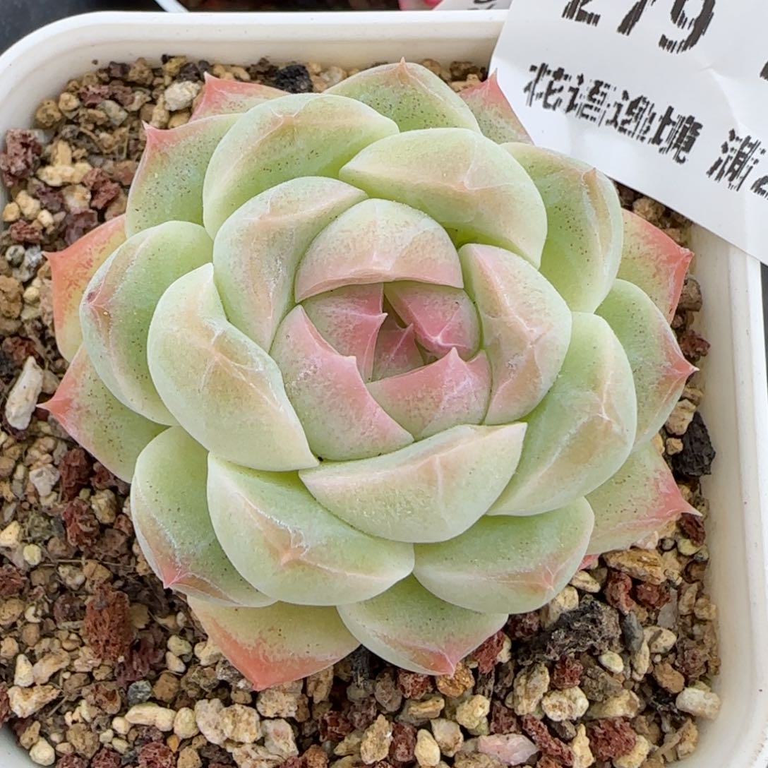 花语逸镜0226-279