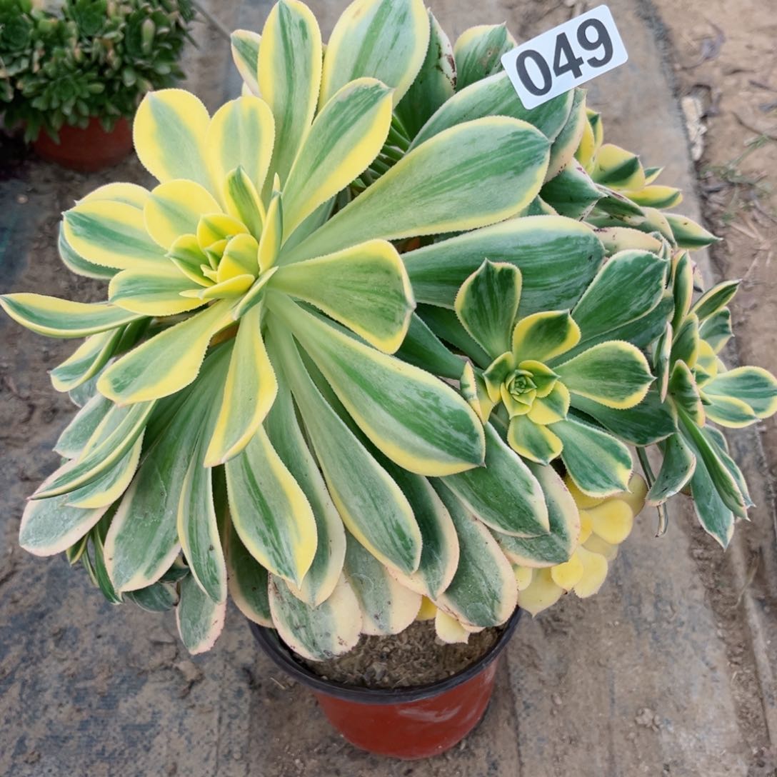 049灿烂法师多肉植物