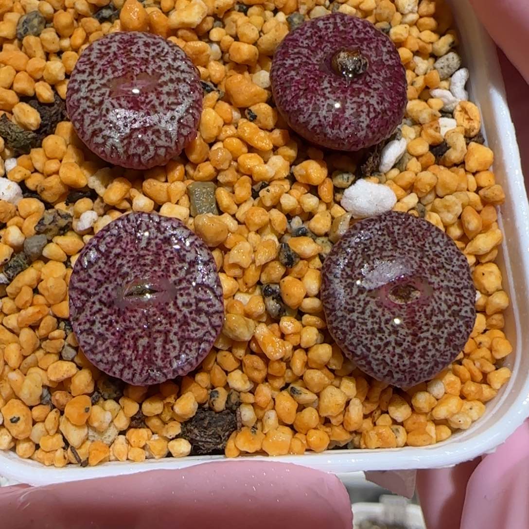 肉锥多肉植物百科-密纹1098