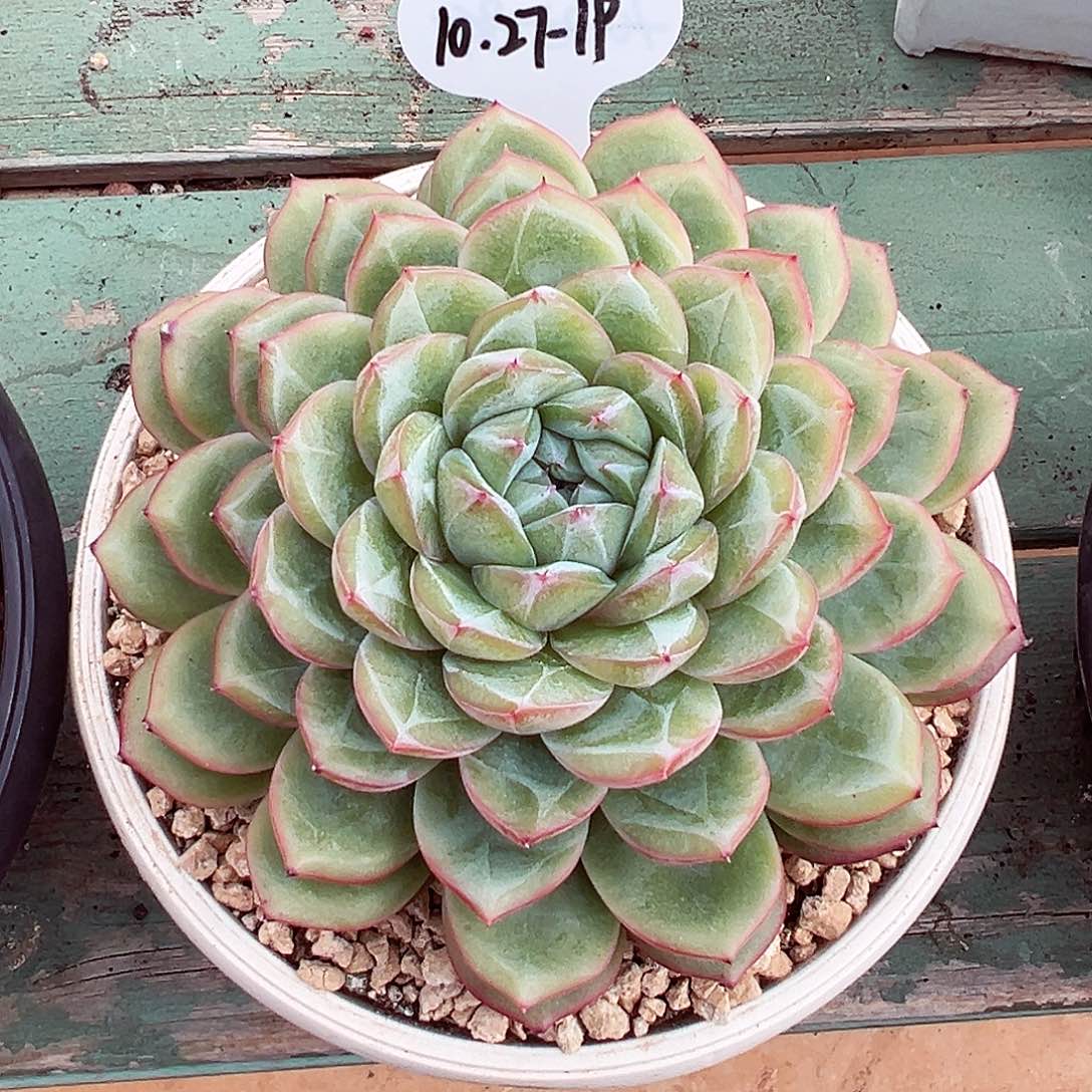 1027-19绝绝子蜜家新品