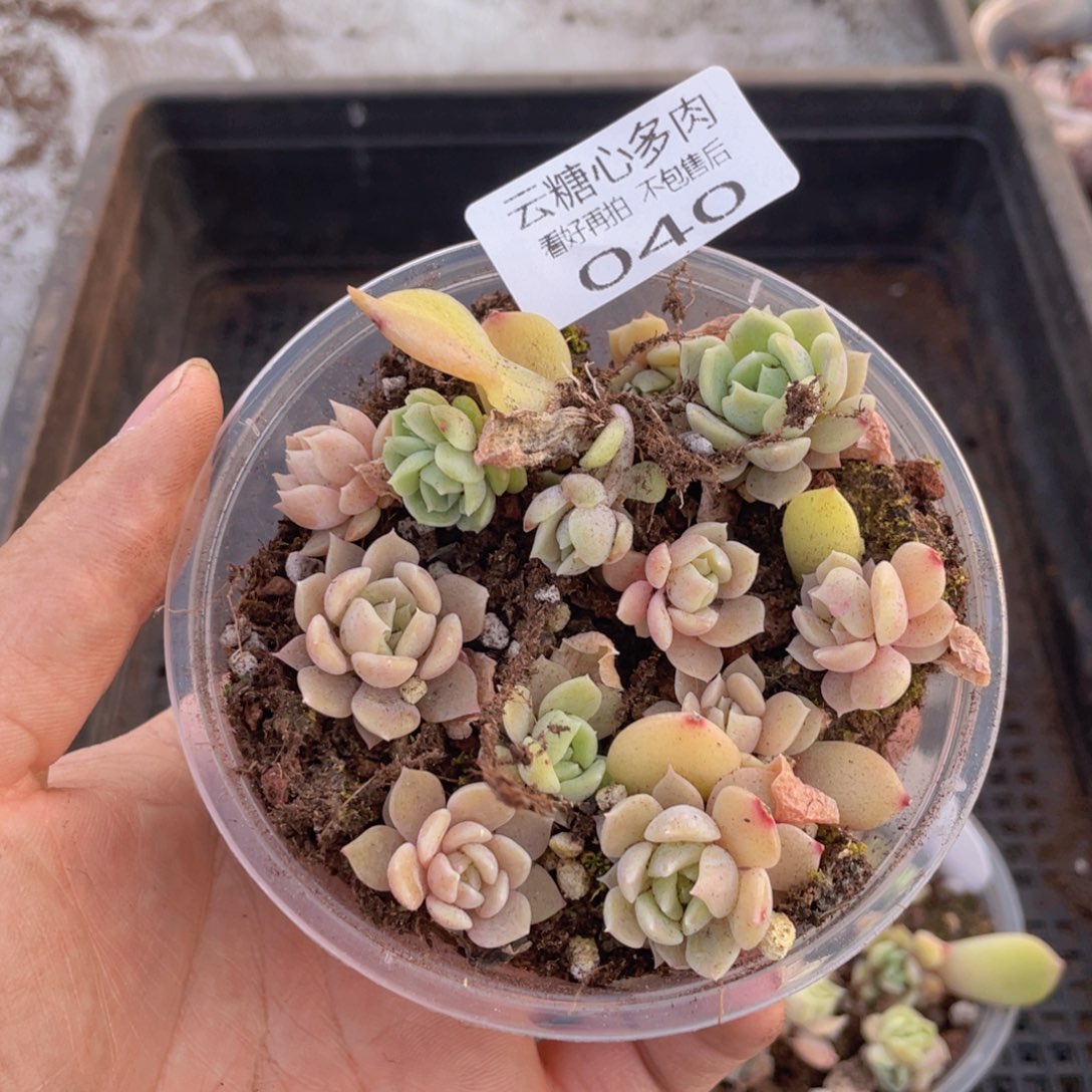 云糖心多肉植物40