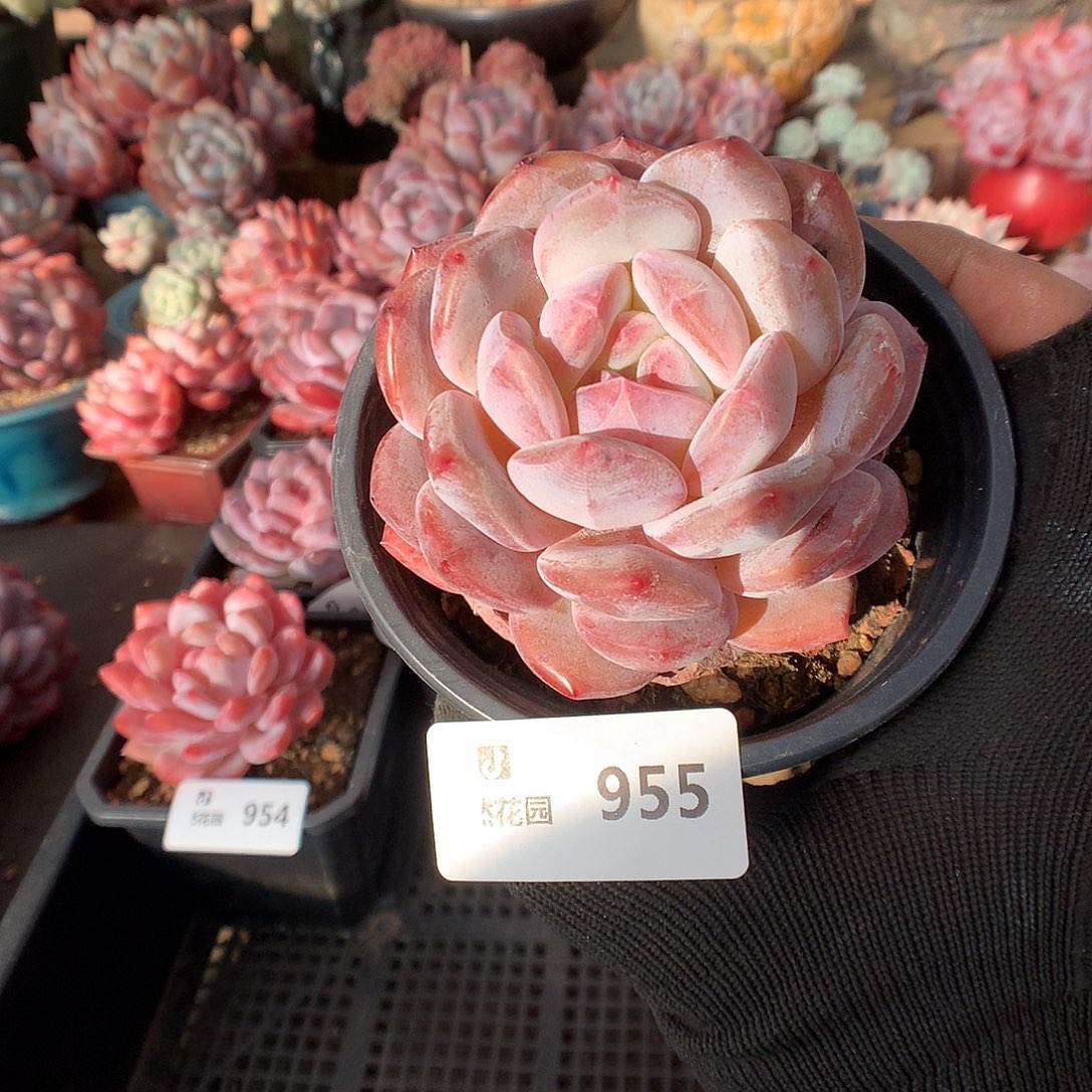 955粉星影多肉植物6666