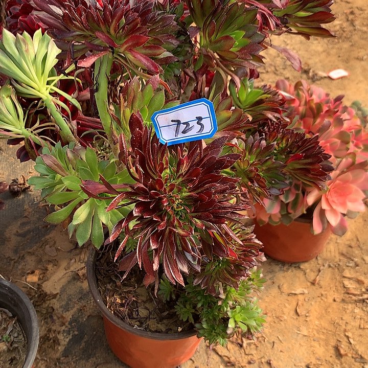 黑缀多肉植物723