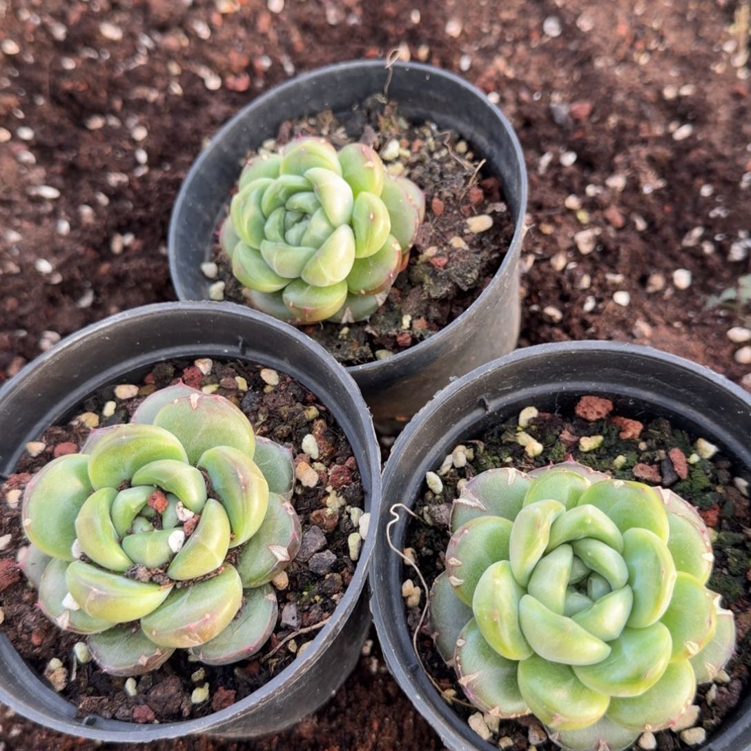 19-29皮埃拉珍妮三颗特殊中量拍发货