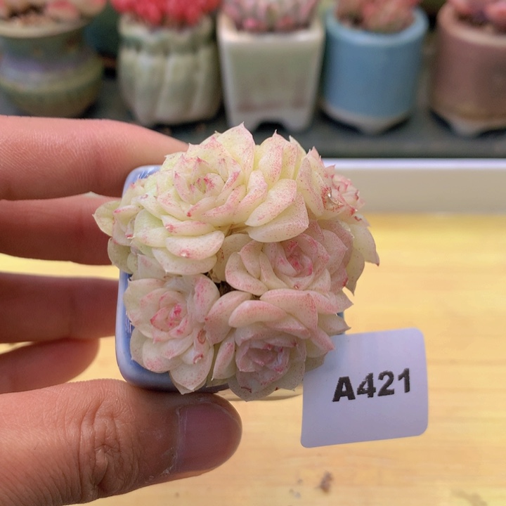 一物一拍满38包邮A421