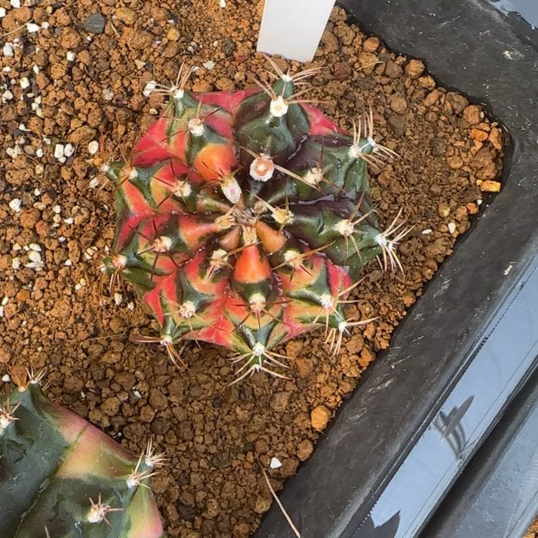 58-0112实生泰国发货多肉