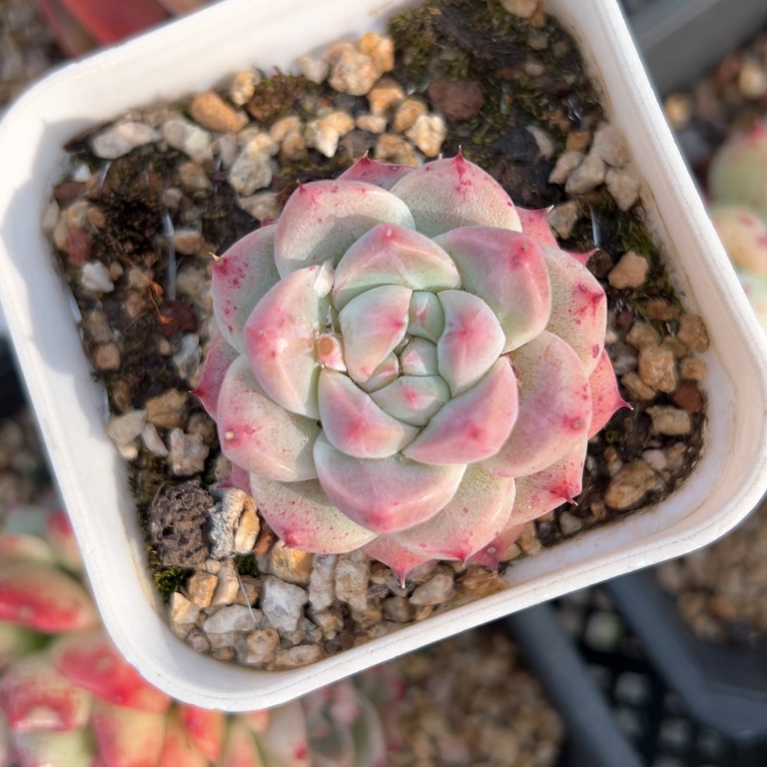 佳人（满38包邮）多肉