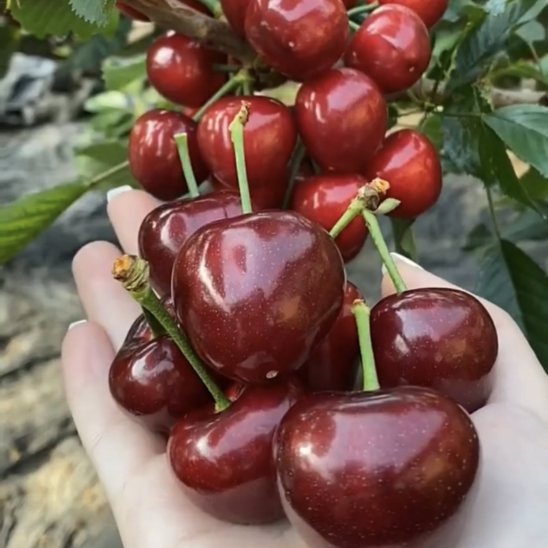 大果樱桃苗盆栽地栽南北方种植当年结果耐寒新品种车厘子阳台庭院