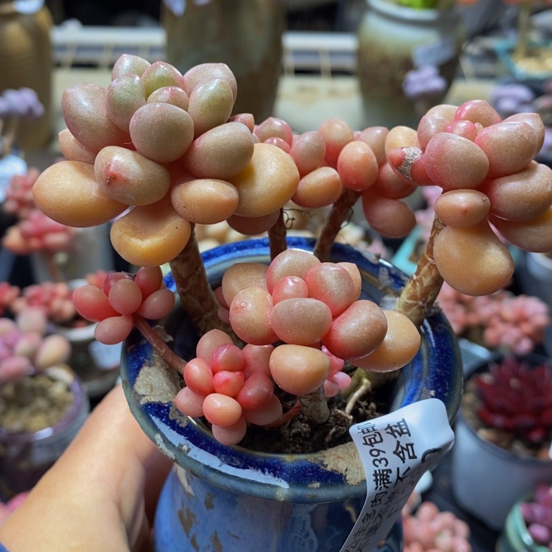 280 先锋派10 厘米