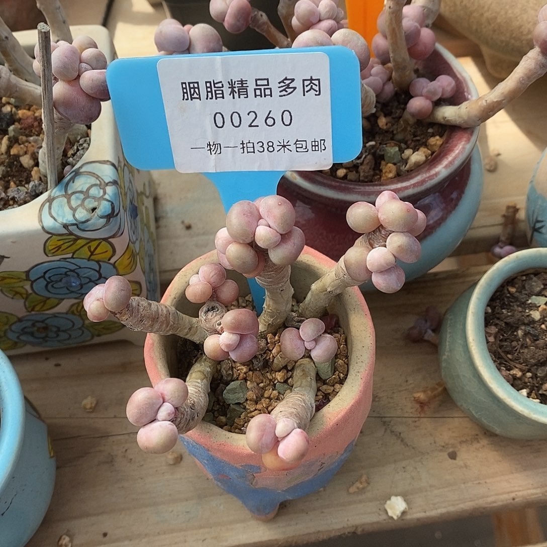 in老师了咯来咯哦哦哦我