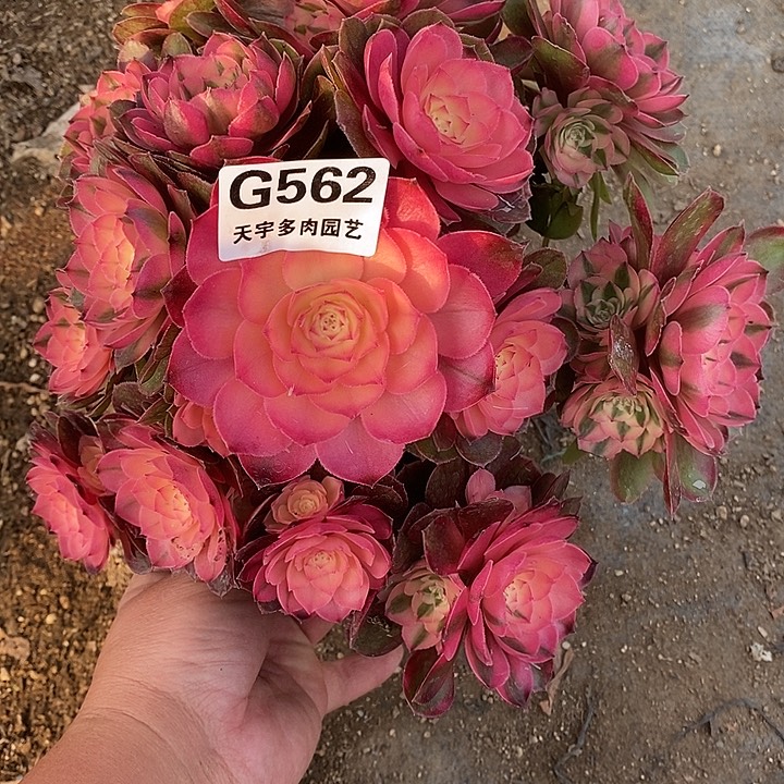 多肉植物荔枝562多肉