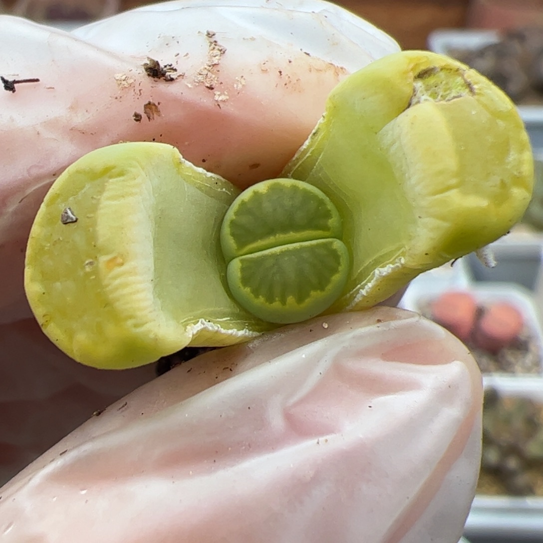 0605号 绿菊多肉植物