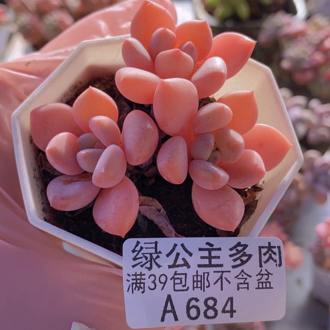 粉桃花6cm684多肉酱