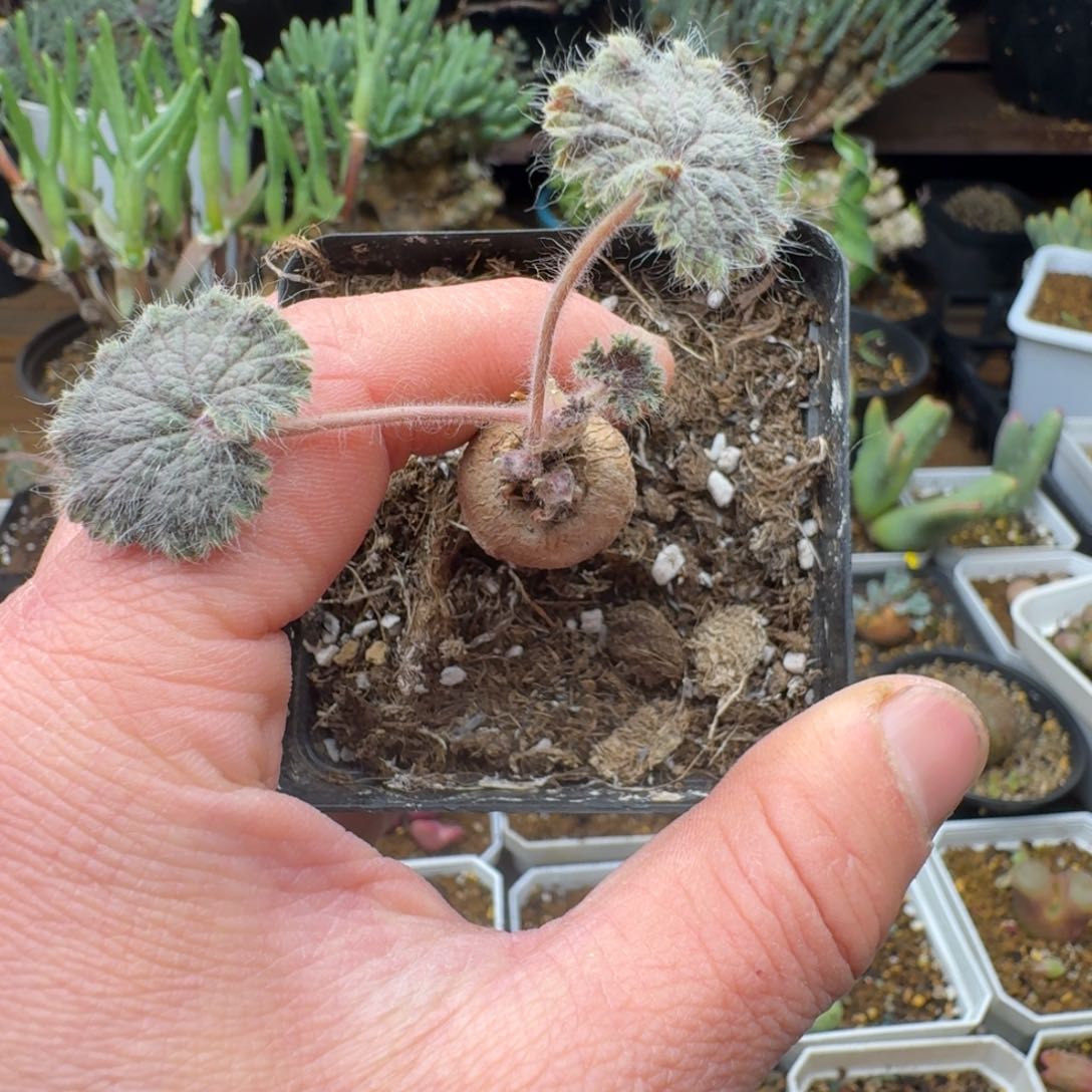 圆叶洋葵多肉。