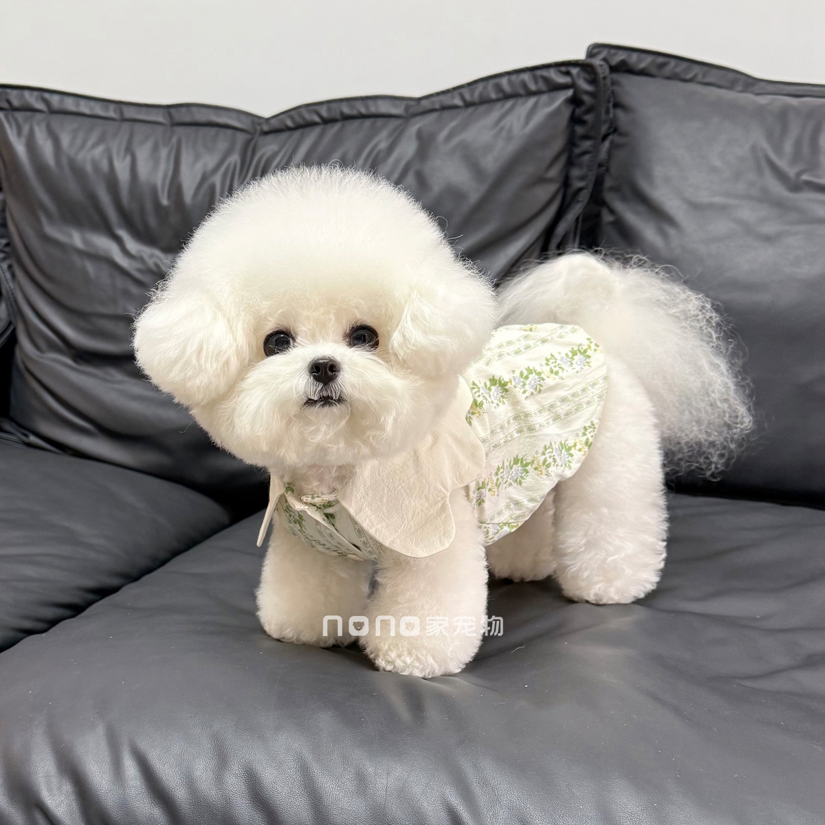 宠物狗狗衣服夏季薄款花瓣领蝴蝶结碎花裙子清新透气比熊泰迪猫咪